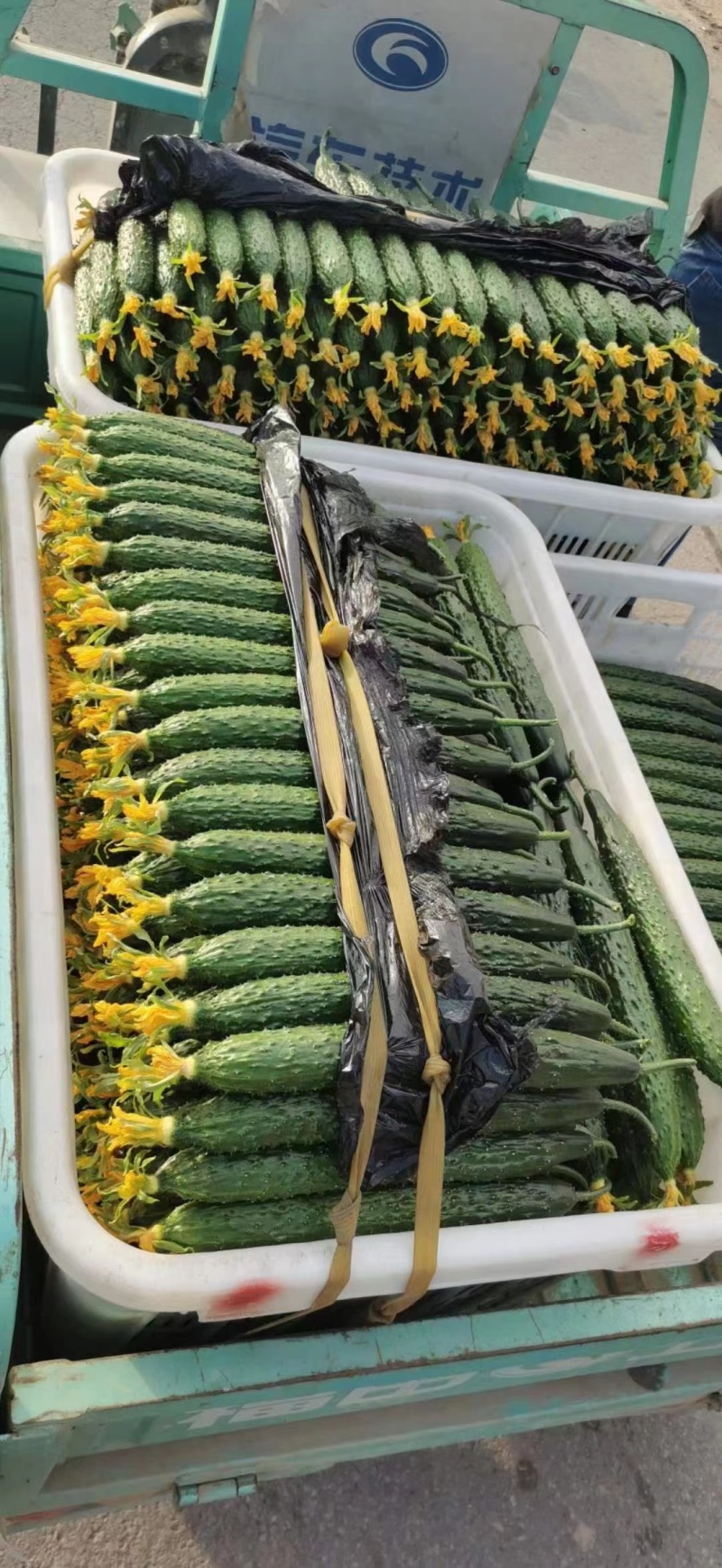 【现货现发】莘县密刺黄瓜，货源充足，可对接商超市场