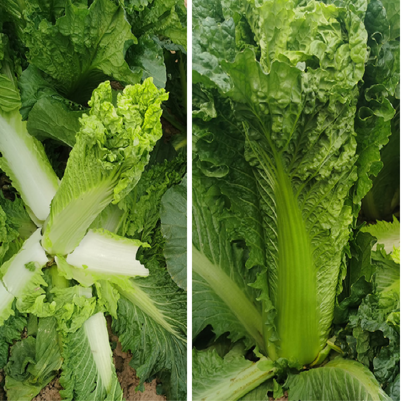 青麻叶白菜种子新秋珍白六号申萌大白菜种子耐热麻叶青白菜种