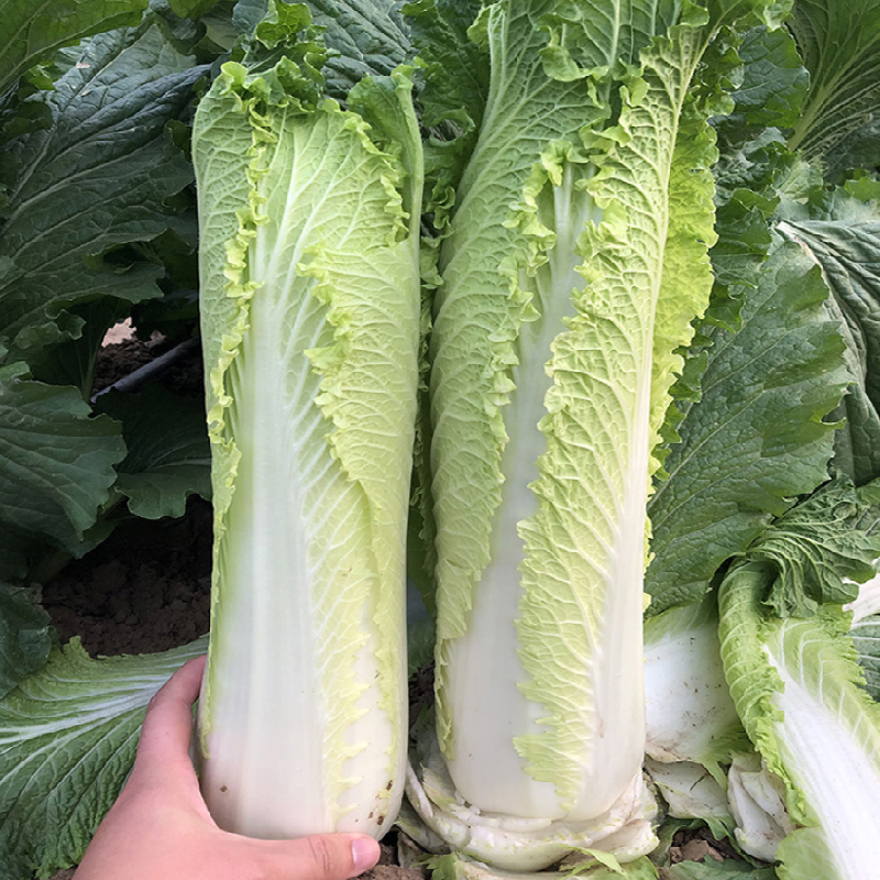 青麻叶白菜种子新秋珍白六号申萌大白菜种子耐热麻叶青白菜种