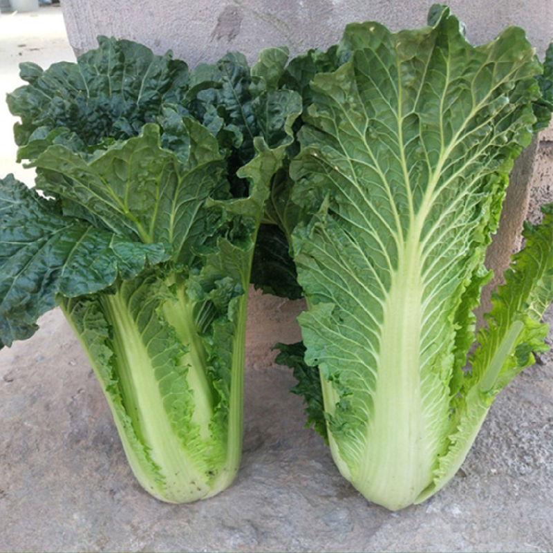 青麻叶白菜种子新秋珍白六号申萌大白菜种子耐热麻叶青白菜种