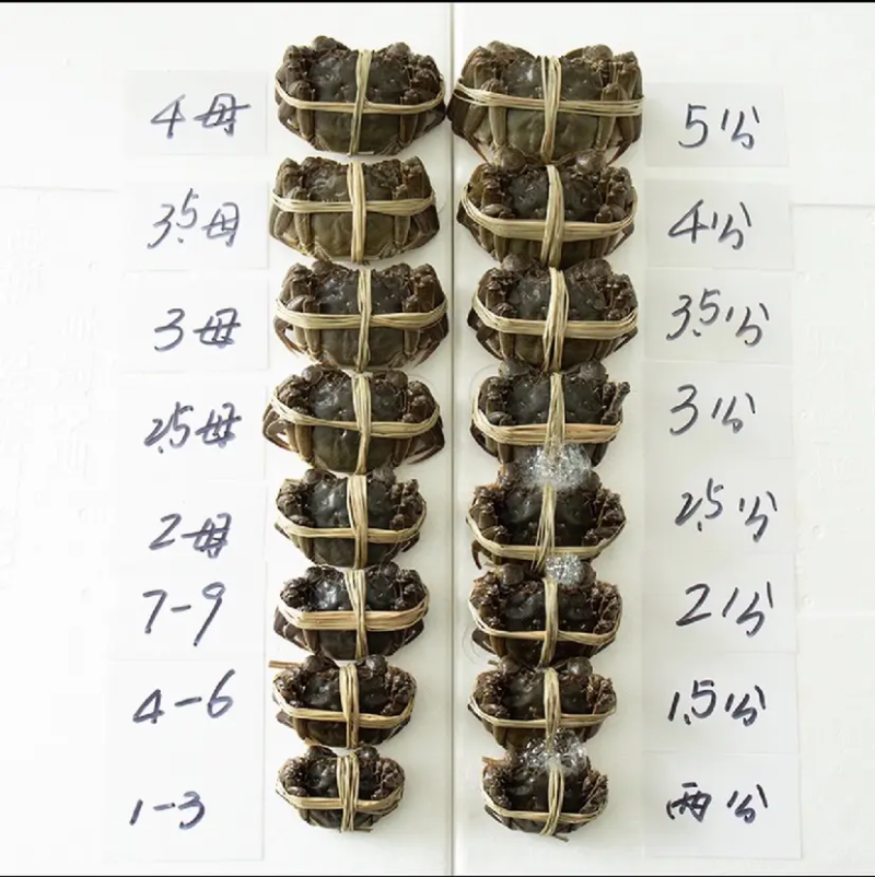 【热卖】江苏大闸蟹螃蟹六月黄开始供应规格齐全价格可来电详谈