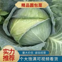 奥奇娜甘蓝扁包菜大量上市，基地直供，市场，商超加工厂