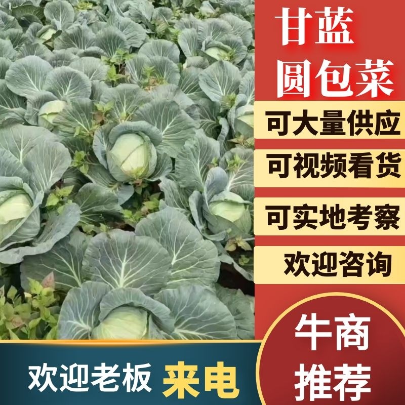 奥奇娜甘蓝扁包菜大量上市，基地直供，市场，商超加工厂