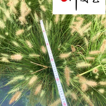 小兔子狼尾草杯苗处理价成都基地直供现挖现卖好养易活