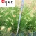 小兔子狼尾草杯苗处理价成都基地直供现挖现卖好养易活