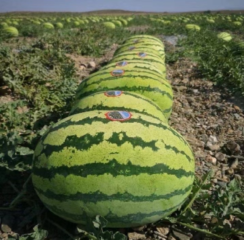 【沙地西瓜】山西忻州产地直供质量保证量大优惠欢迎订购