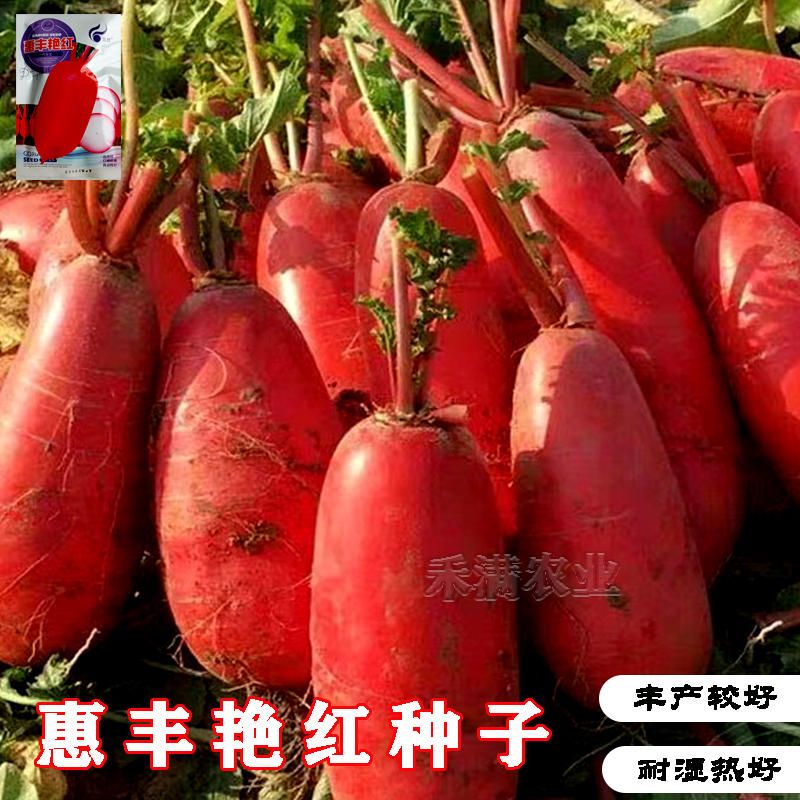 大红袍萝卜种子红皮白心红萝卜种子红皮白肉白萝卜种子