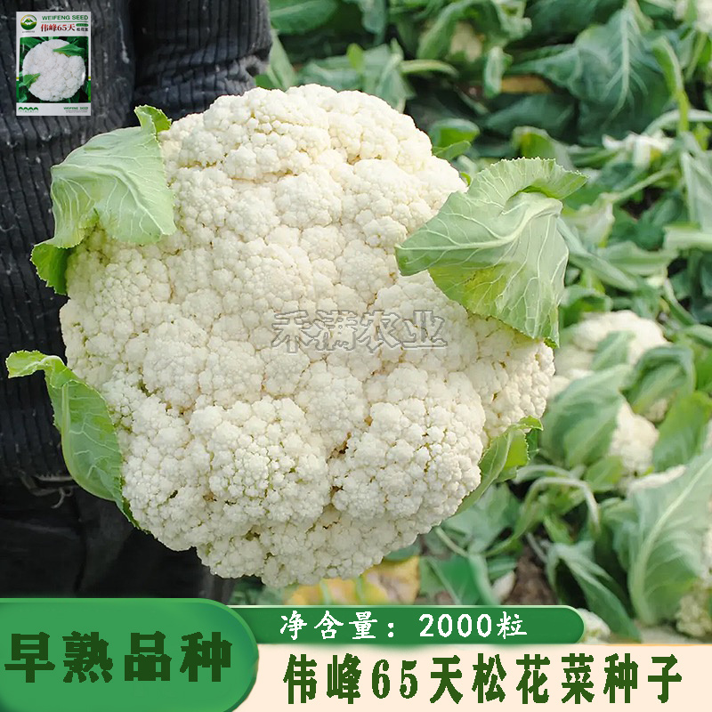 基地优品伟峰65天花菜种子青梗有机花椰菜籽菜花种子松散小