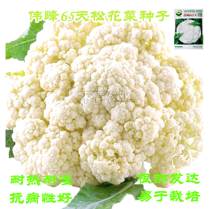基地优品伟峰65天花菜种子青梗有机花椰菜籽菜花种子松散小