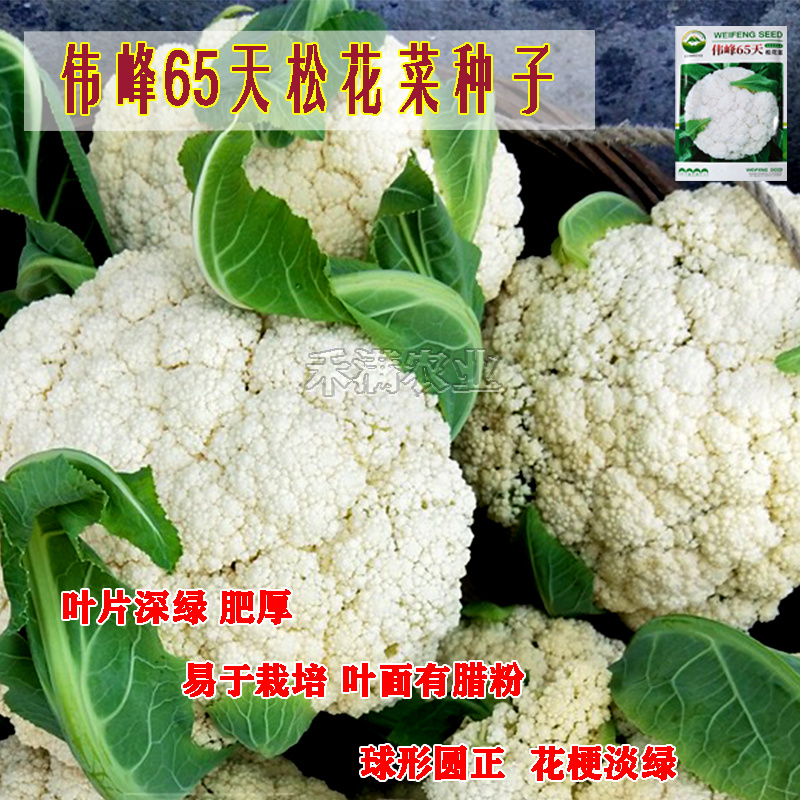 基地优品伟峰65天花菜种子青梗有机花椰菜籽菜花种子松散小