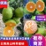 湖北枝江普早蜜橘口感酸甜皮薄多汁果园看货现摘现发信誉至上