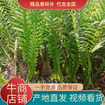 骨碎补黄狗小叶石岩姜纯野生鲜货