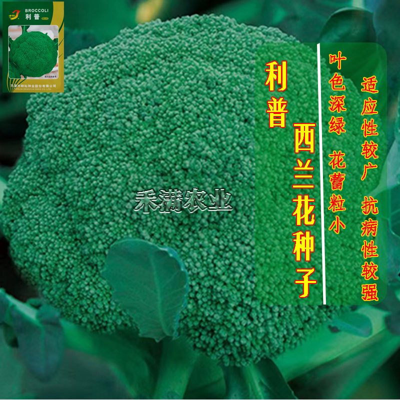 基在优品高端品春秋季松花菜种子花椰菜种子绿花菜西兰花种子