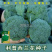 基在优品高端品春秋季松花菜种子花椰菜种子绿花菜西兰花种子