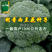 基在优品高端品种有机松花菜种子花椰菜种子绿花菜西兰花种子