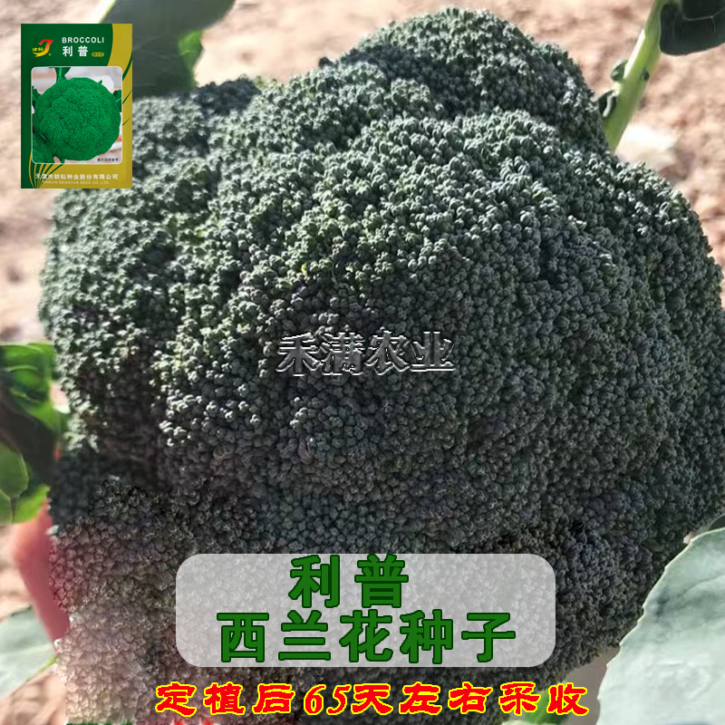 基在优品高端品春秋季松花菜种子花椰菜种子绿花菜西兰花种子
