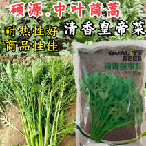 硕源中叶茼蒿种子清香皇帝菜茼蒿菜种子籽抗热耐热中叶春菊种