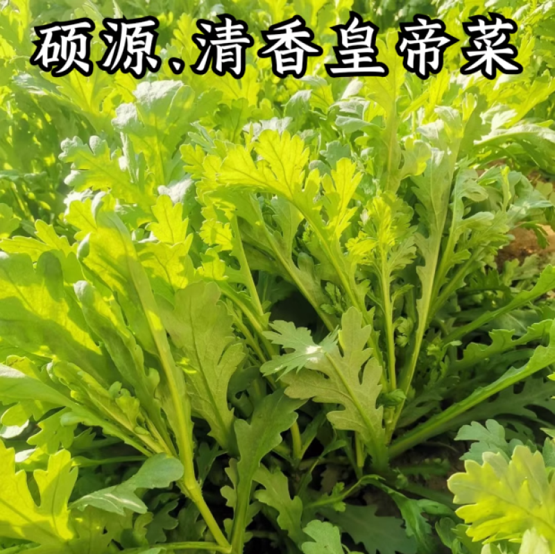 硕源中叶茼蒿种子清香皇帝菜茼蒿菜种子籽抗热耐热中叶春菊种