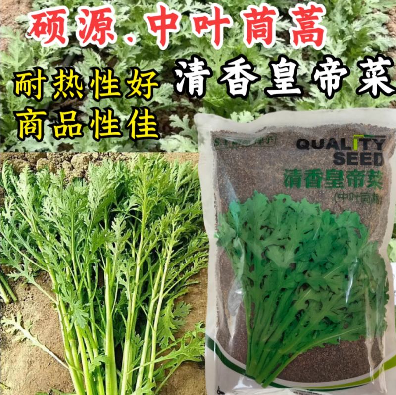 硕源中叶茼蒿种子清香皇帝菜茼蒿菜种子籽抗热耐热中叶春菊种