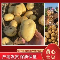 辽宁葫芦岛绥中黄心土豆产地直供大量上市电联洽谈合作