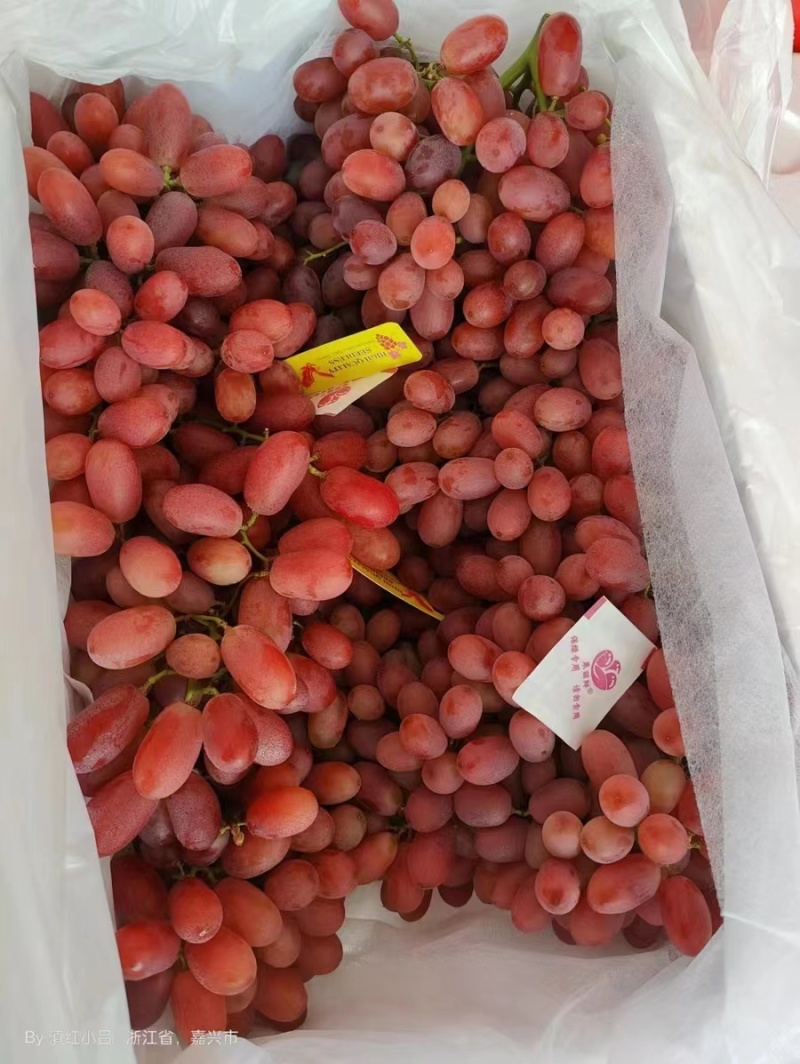 凉山克伦森葡萄/精品克伦生葡萄/基地直供货源充足支持预定