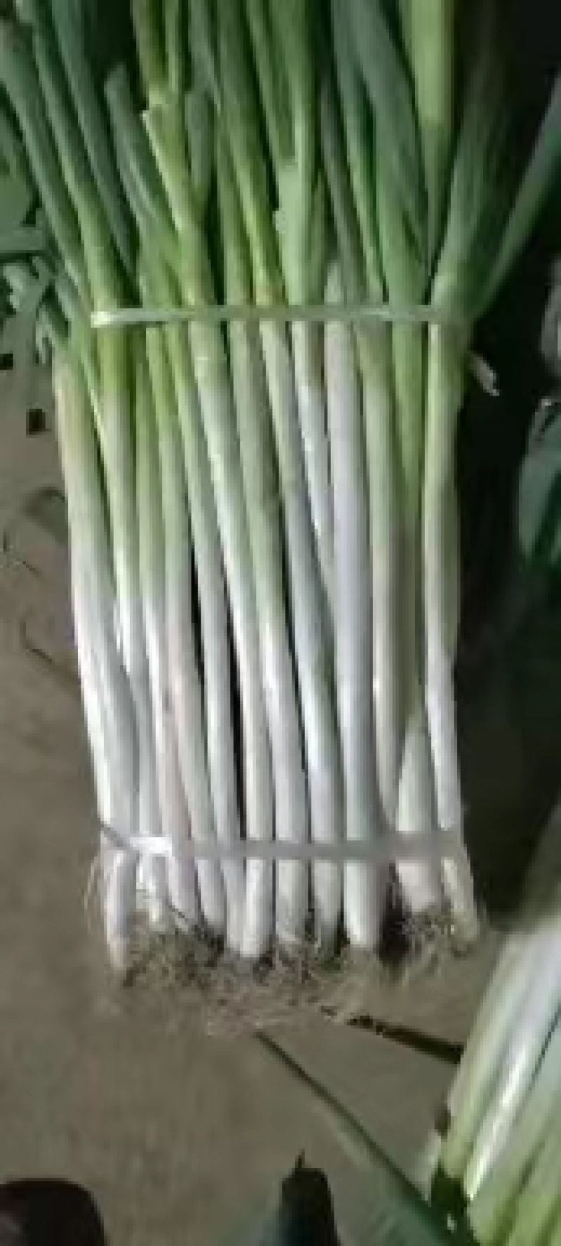西昌精品大葱大量上市全国发货现买现装一条龙服务来电优惠
