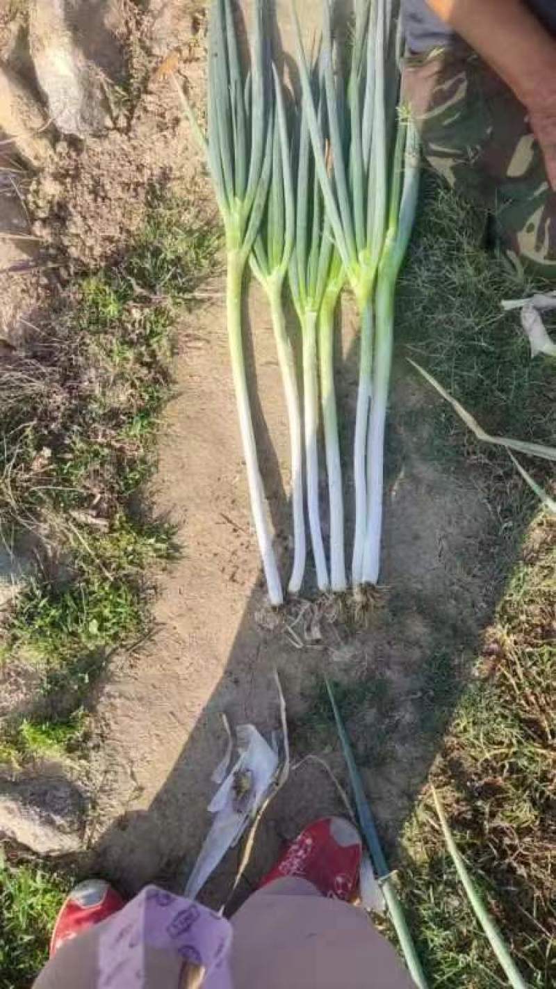 西昌精品大葱大量上市全国发货现买现装一条龙服务来电优惠