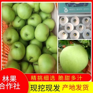 绿宝石梨大量上市，供超市，批发商，包装齐全，货量充足。