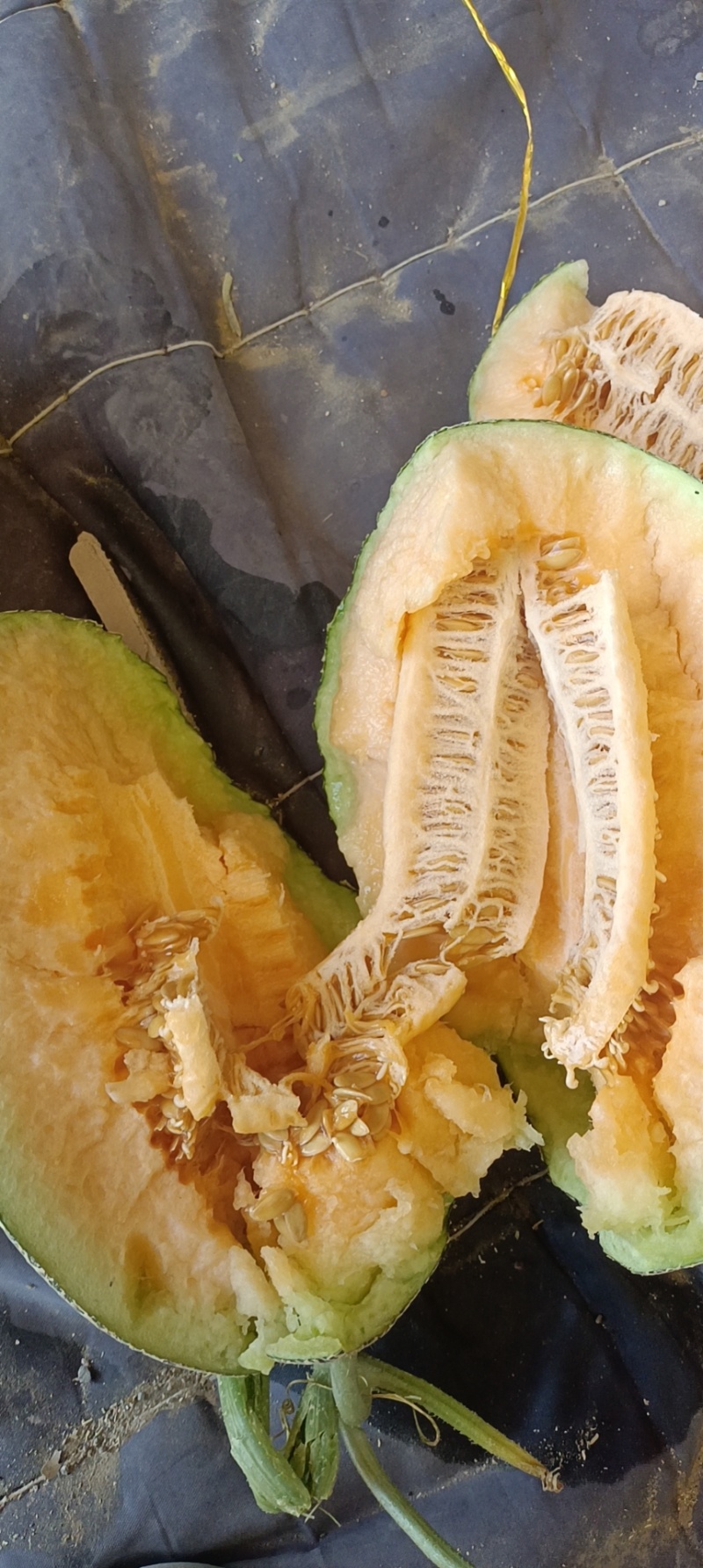 甘肃。晓密25号风金号哈密瓜欢迎选购