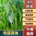 武威市精品麻皮陇椒产地直发一手货源价格优惠全国发货