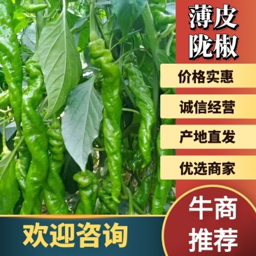 精品薄皮陇椒奥陇18号一手货源批发价格美丽全国发货！