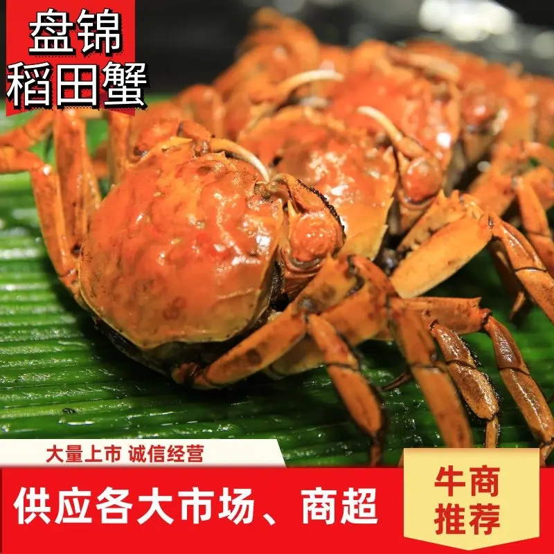 盘山稻田河蟹，大量上市，肉质鲜嫩，风味独特，营养丰富。