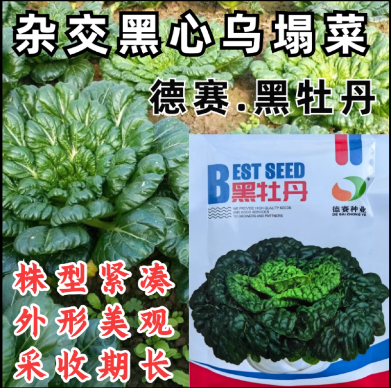 黑牡丹乌塌菜种子杂交黑心乌种子秋播耐寒越冬小白菜阳台蔬菜