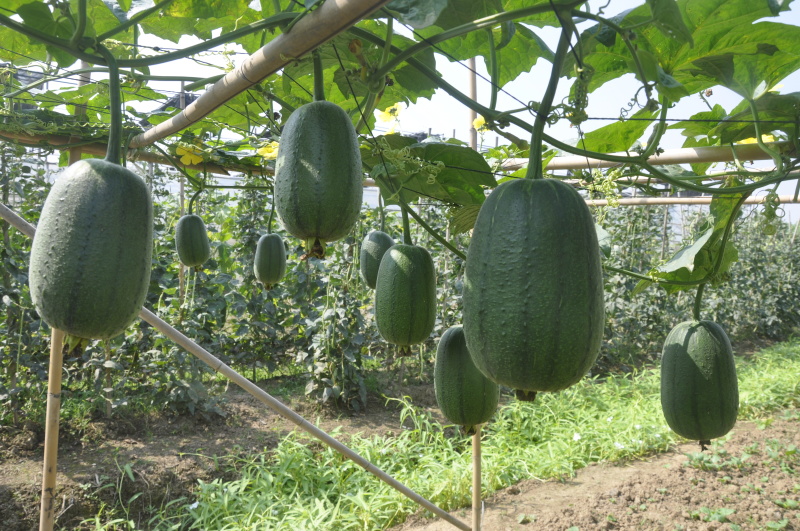 短丝瓜苗，产量高，苗场基地直供