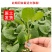 白茄子苗，靓品