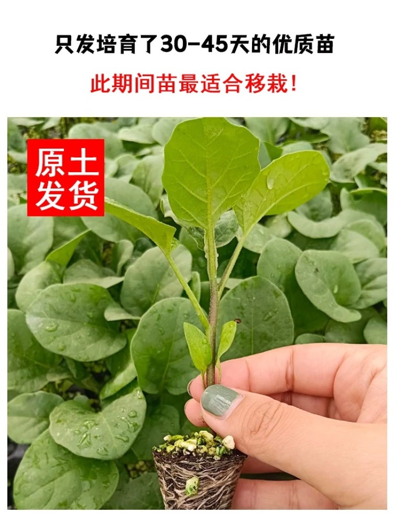 白茄子苗，靓品