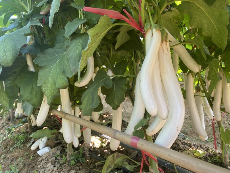 白茄子苗，靓品