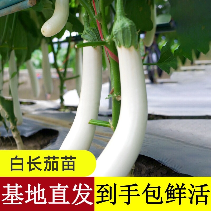 白茄子苗，靓品