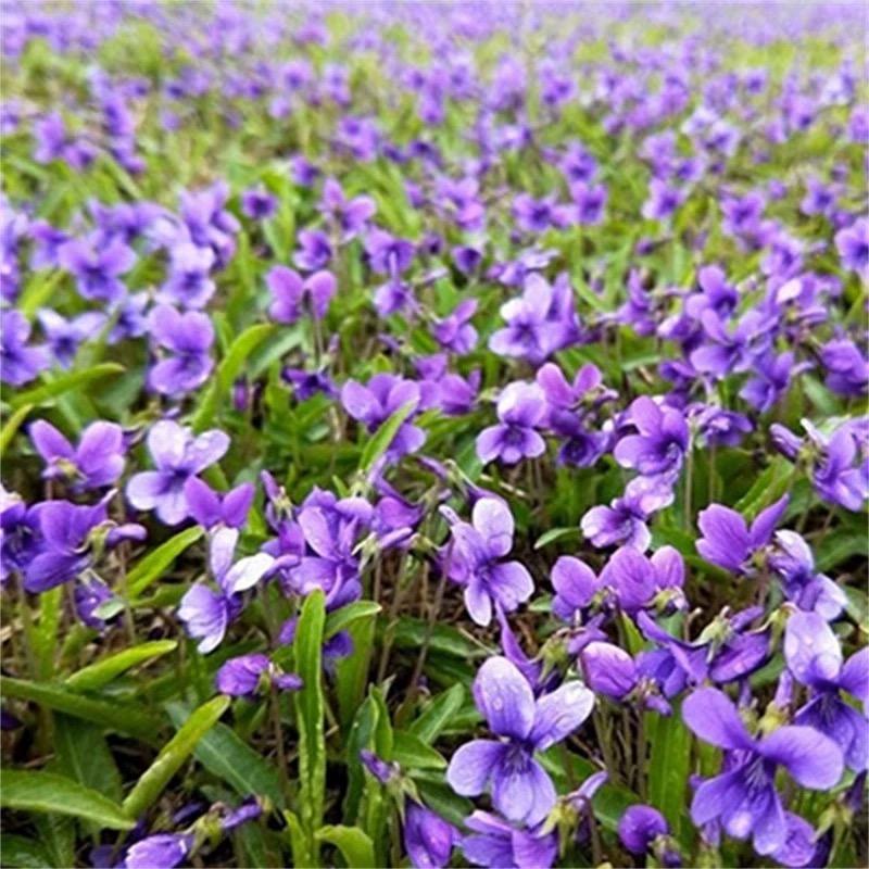 紫花地丁种子耐寒耐阴多年生花籽四季播种阳台庭院盆栽花种籽