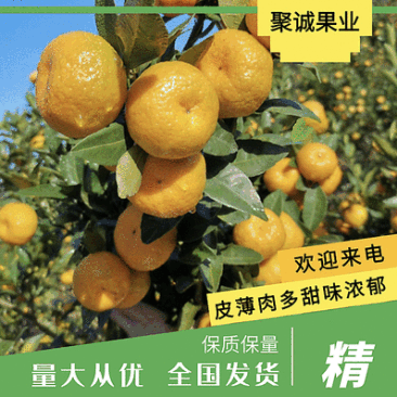 【精品】南丰蜜橘一手货源，口感纯正，产地直供，全国发货