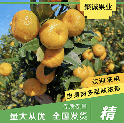 【精品】南丰蜜橘一手货源，口感纯正，产地直供，全国发货