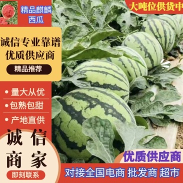 山西西瓜精品麒麟瓜大量上货包熟包甜量大从优全国发货