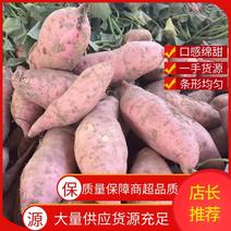 龙九红薯大量上市电商品质全国产地供货洽谈