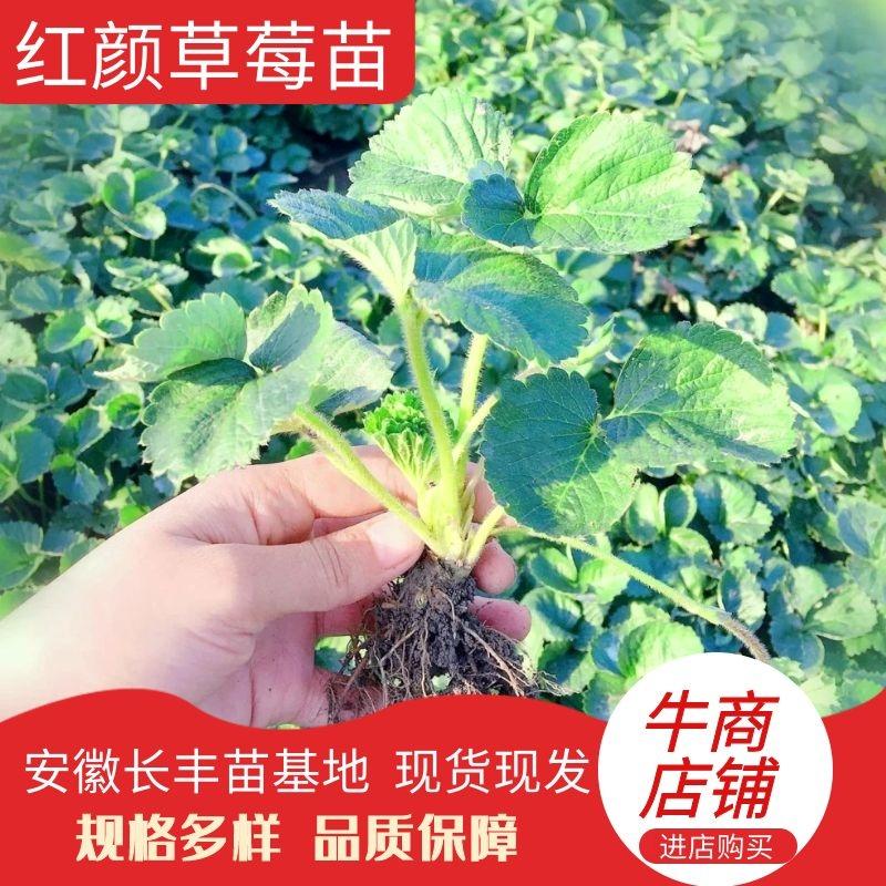 【精品】红颜草莓苗新苗产地直发提供技术指导欢迎致电
