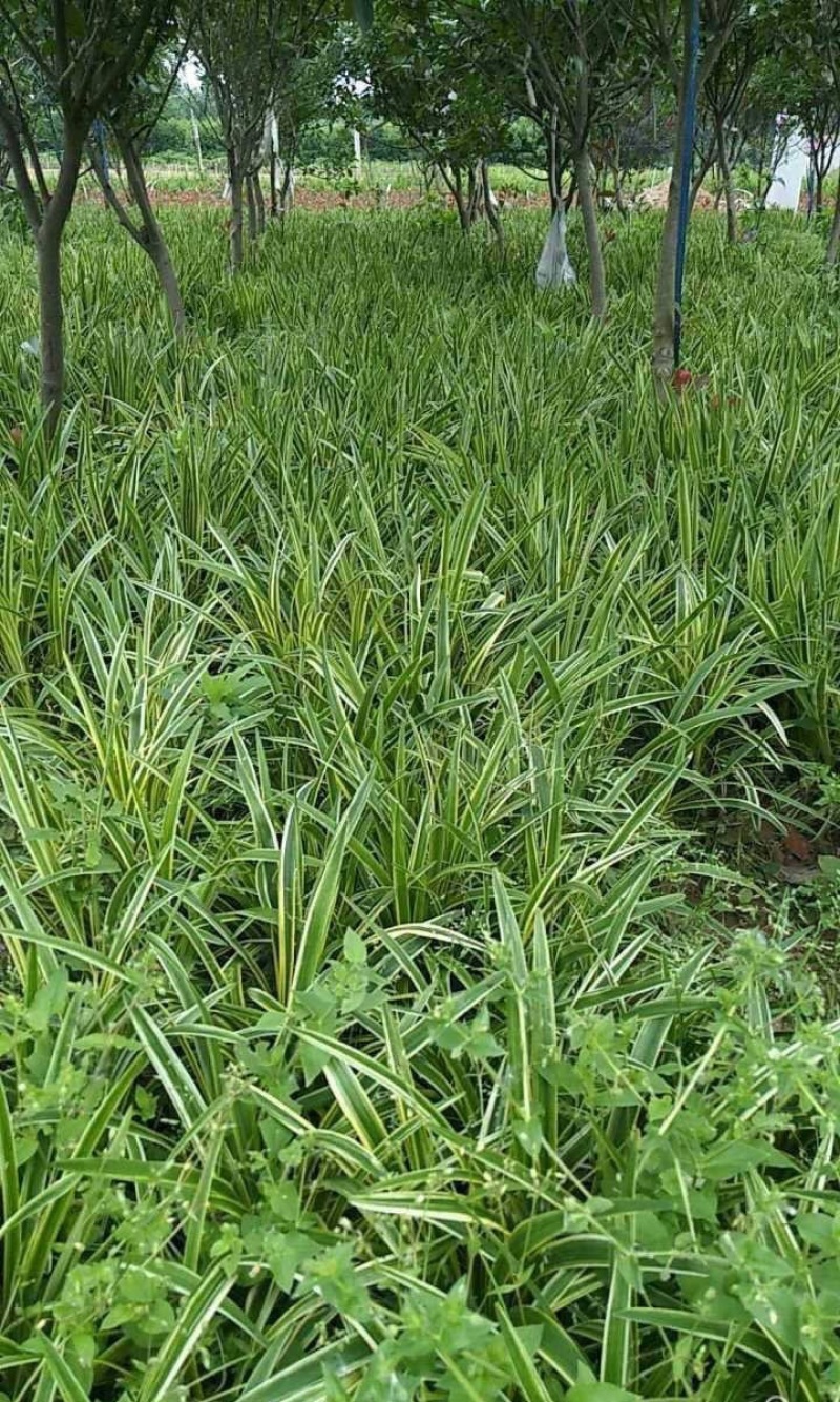 耐寒金边麦冬草批发开紫花庭院花园走廊园林地被兰花草植物好