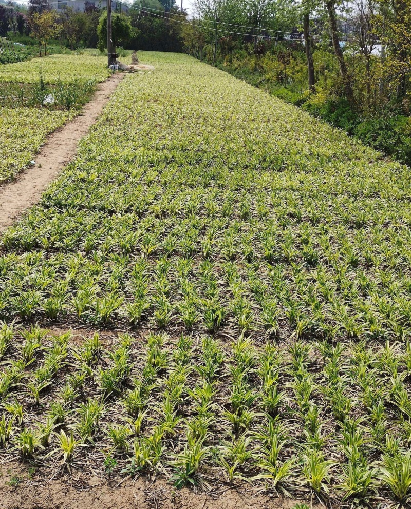 耐寒金边麦冬草批发开紫花庭院花园走廊园林地被兰花草植物好