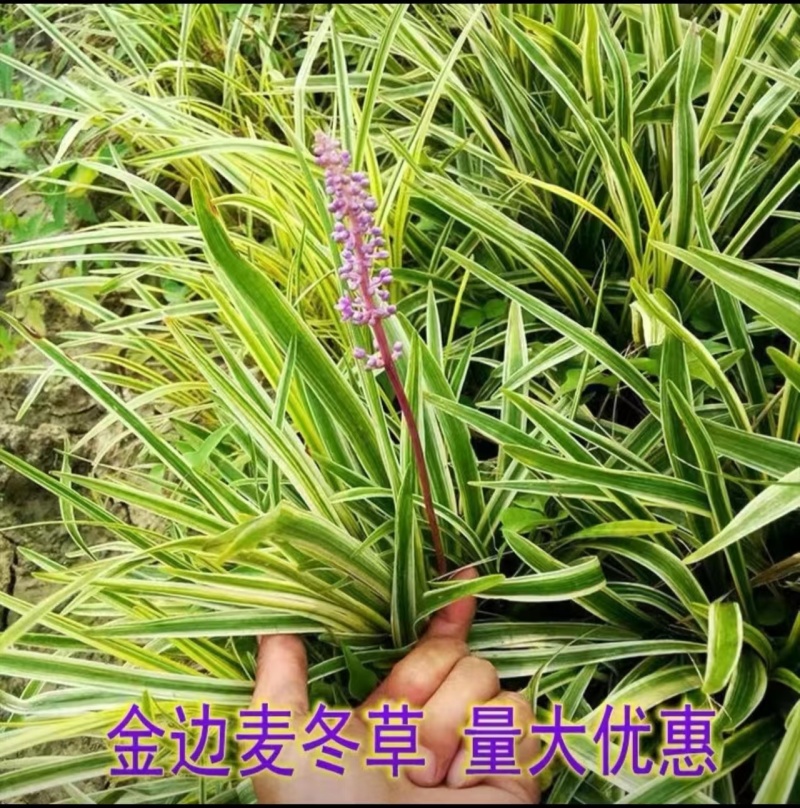 耐寒金边麦冬草批发开紫花庭院花园走廊园林地被兰花草植物好