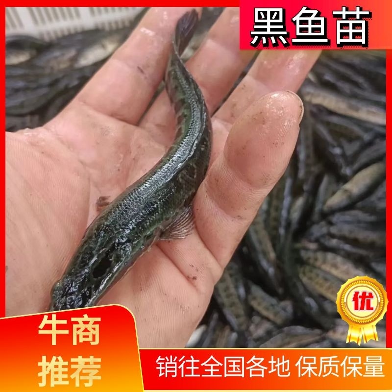 山东鱼苗黑鱼苗保质保量可视频看货欢迎来电订购
