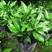 洒金珊瑚树苗常绿彩叶灌木类观叶植物精品庭院盆栽绿化桃叶珊