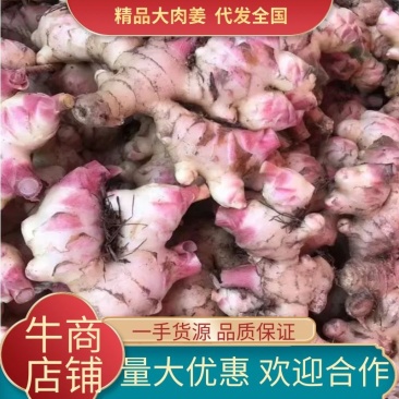 广东信宜优质大肉姜质量保证